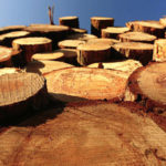 Firewood Pile