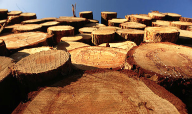 Firewood Pile