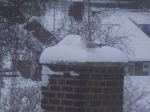 chimney cap, chimney repairs