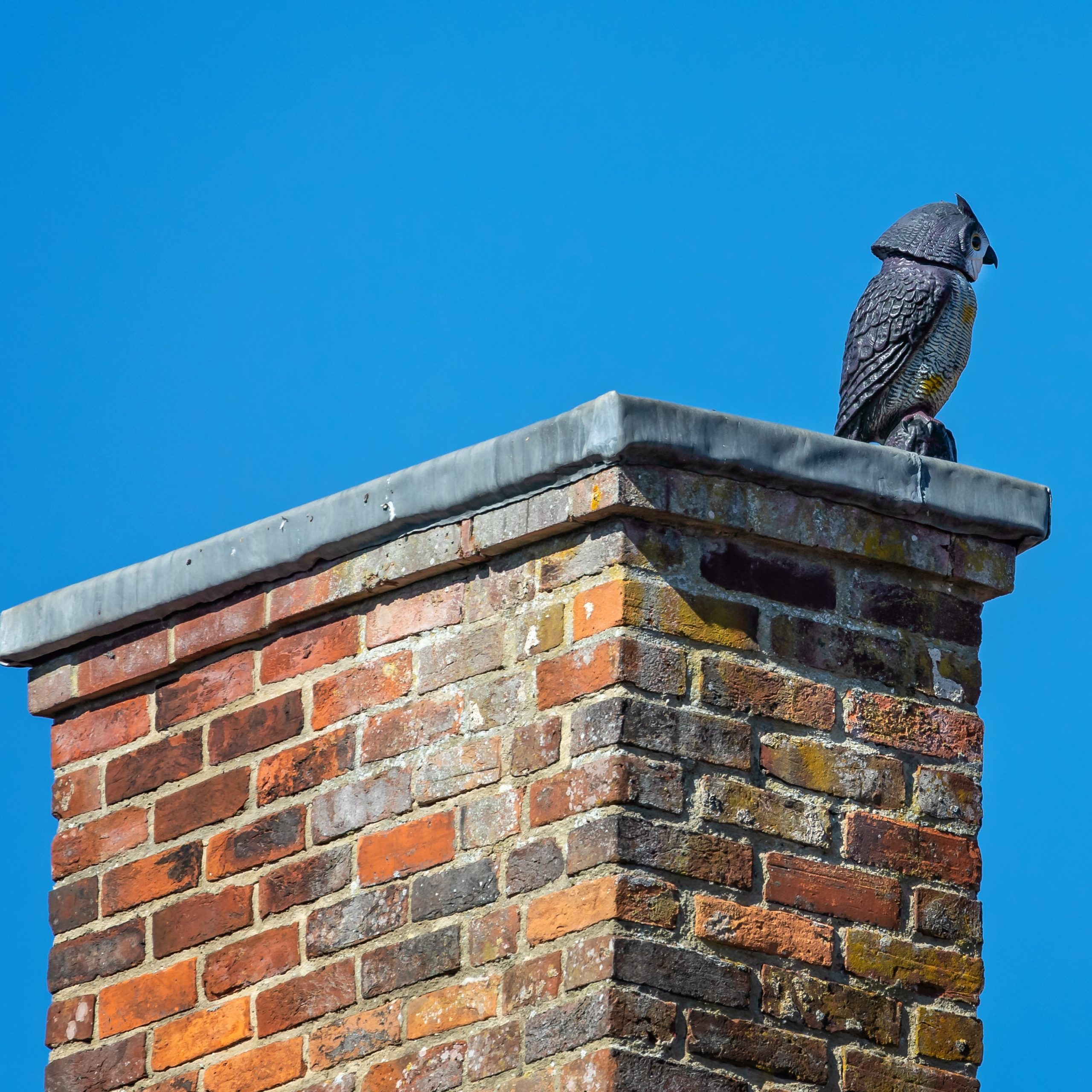 keep animals out of chimneys, farmington ct