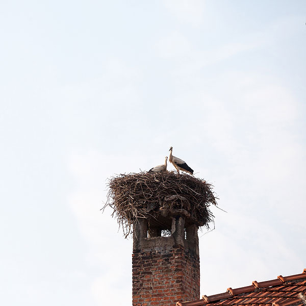 Animals Nesting in Chimney in Canton CT