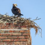 animals stuck in chimney in Rocky Hill CT